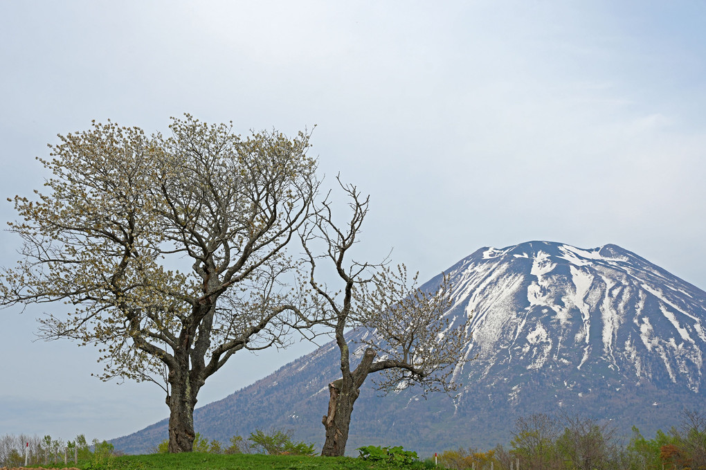 蝦夷富士とさくらんぼの木