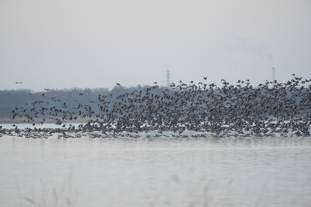 水鳥たちのめざめ