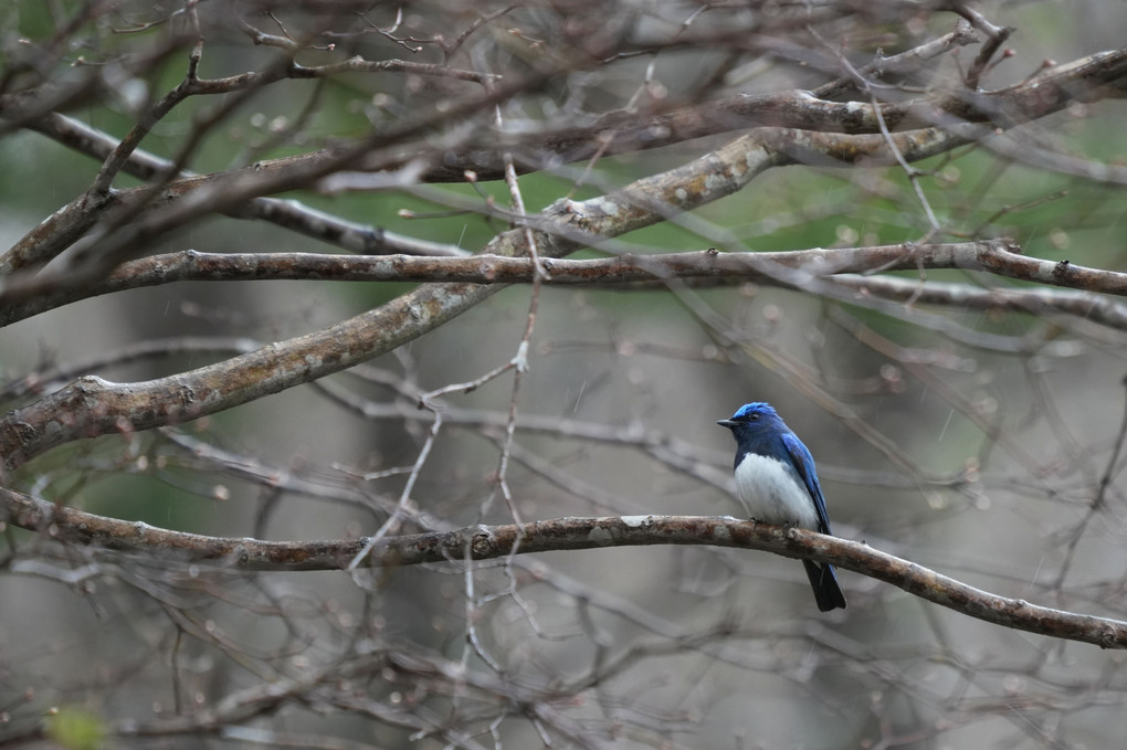 夏鳥