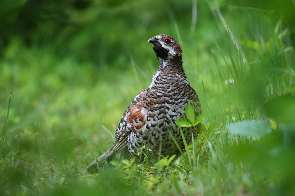 6月の鳥たち