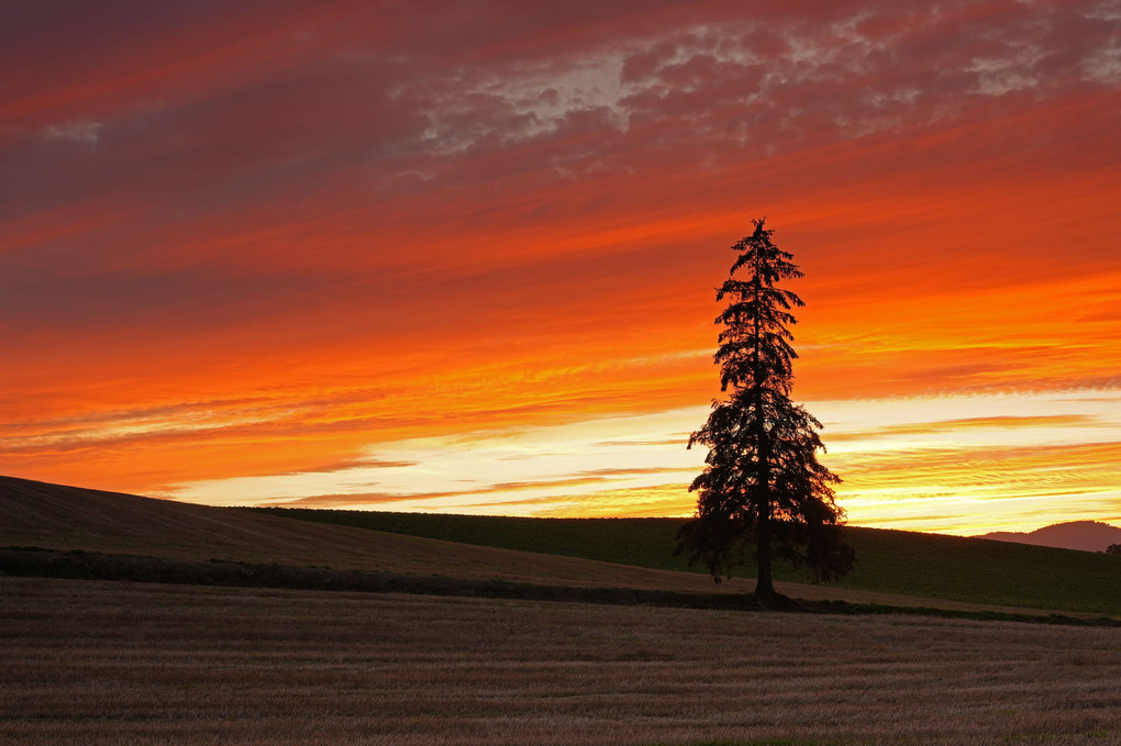 夕焼けにそまるトウヒの木