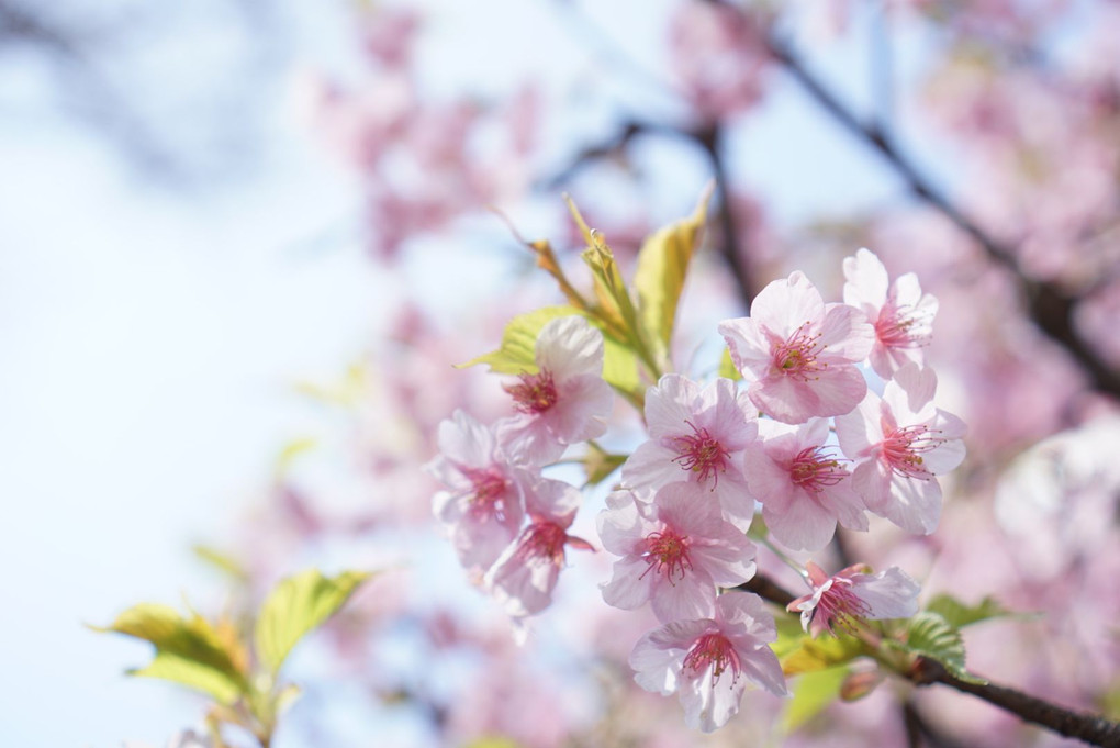 小野照崎神社の桜