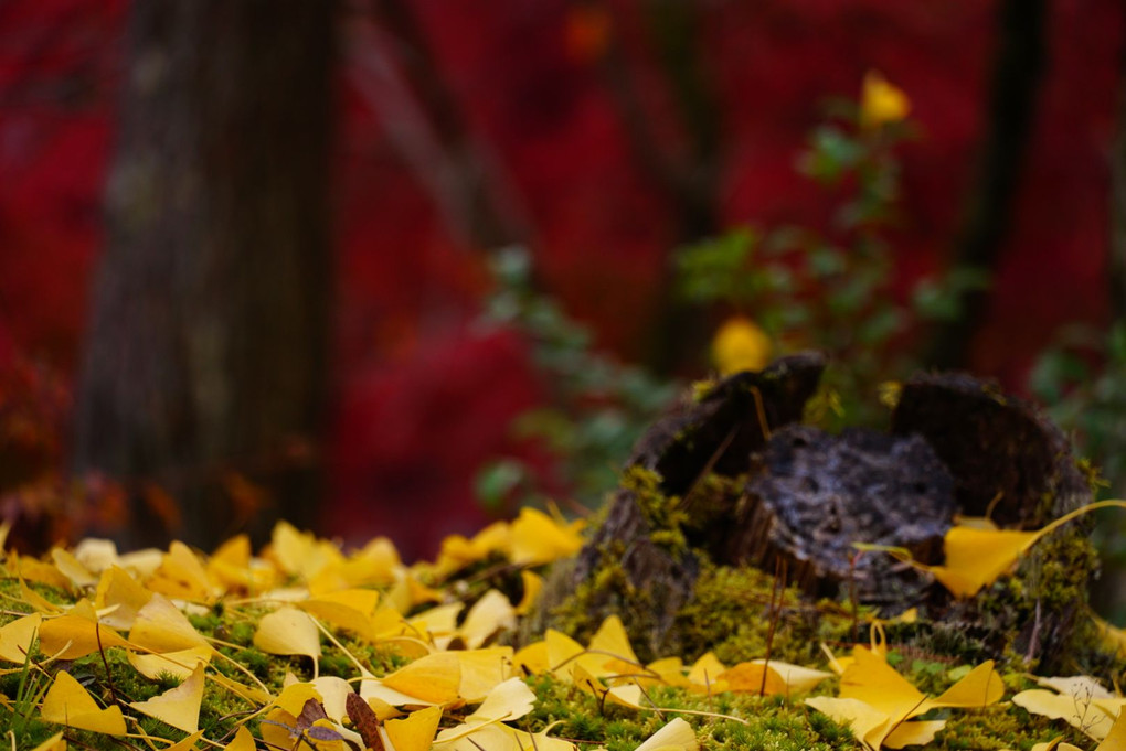 南禅寺の紅葉