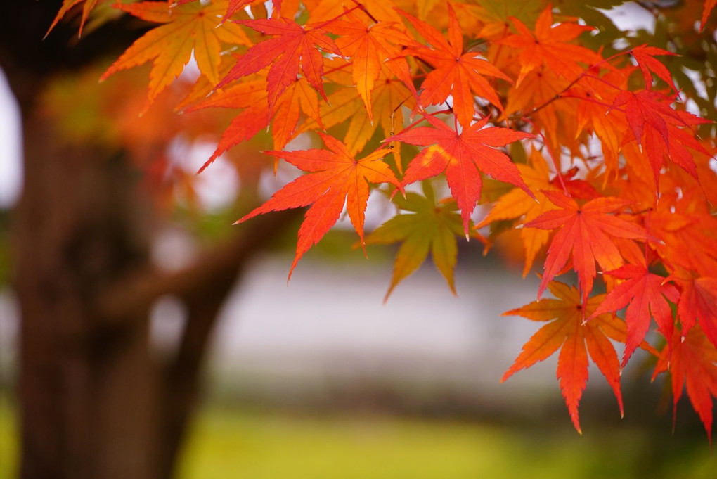 紅葉の永観堂