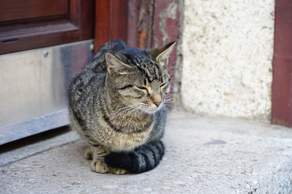 モスタル旧市街の猫