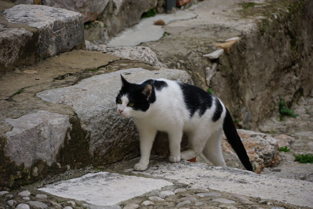 石畳の路地の猫