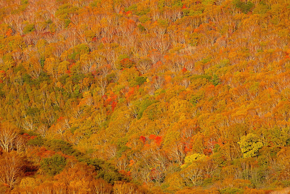 カラフル紅葉