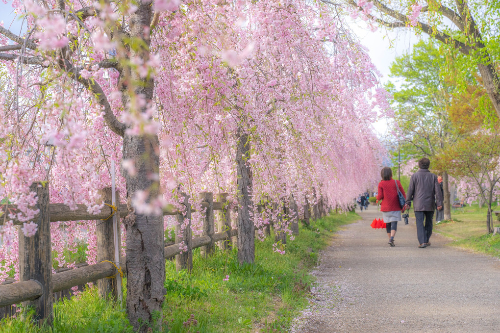 日中線記念自転車歩行者道のしだれ桜
