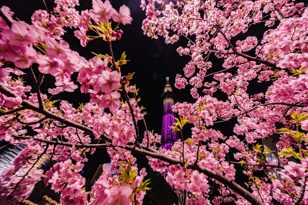 スカイツリー×桜