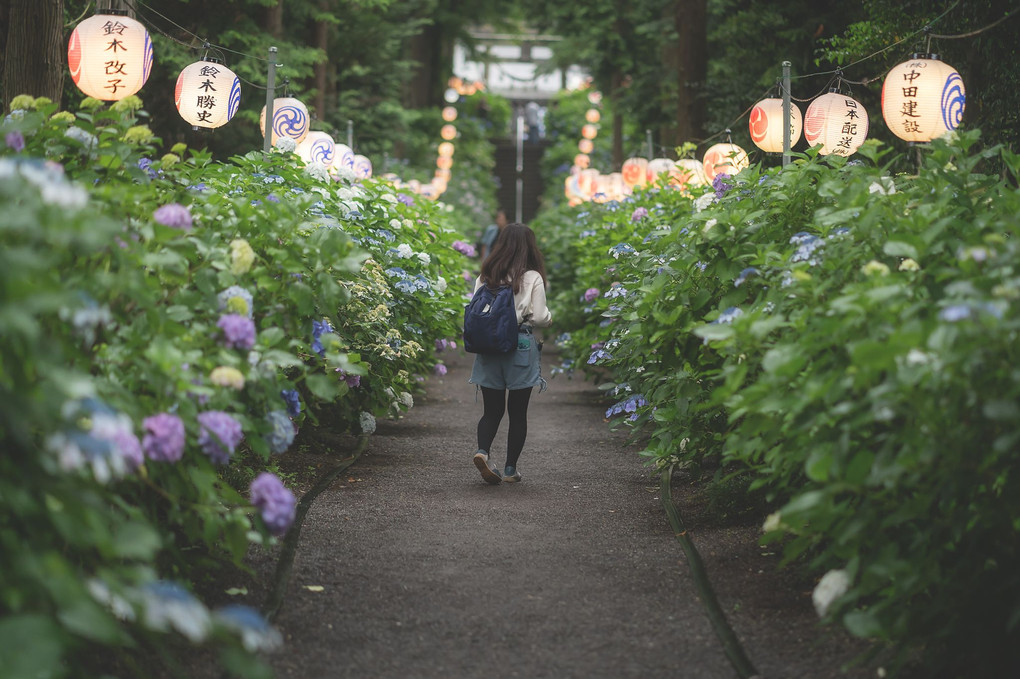 磯山神社紫陽花祭り