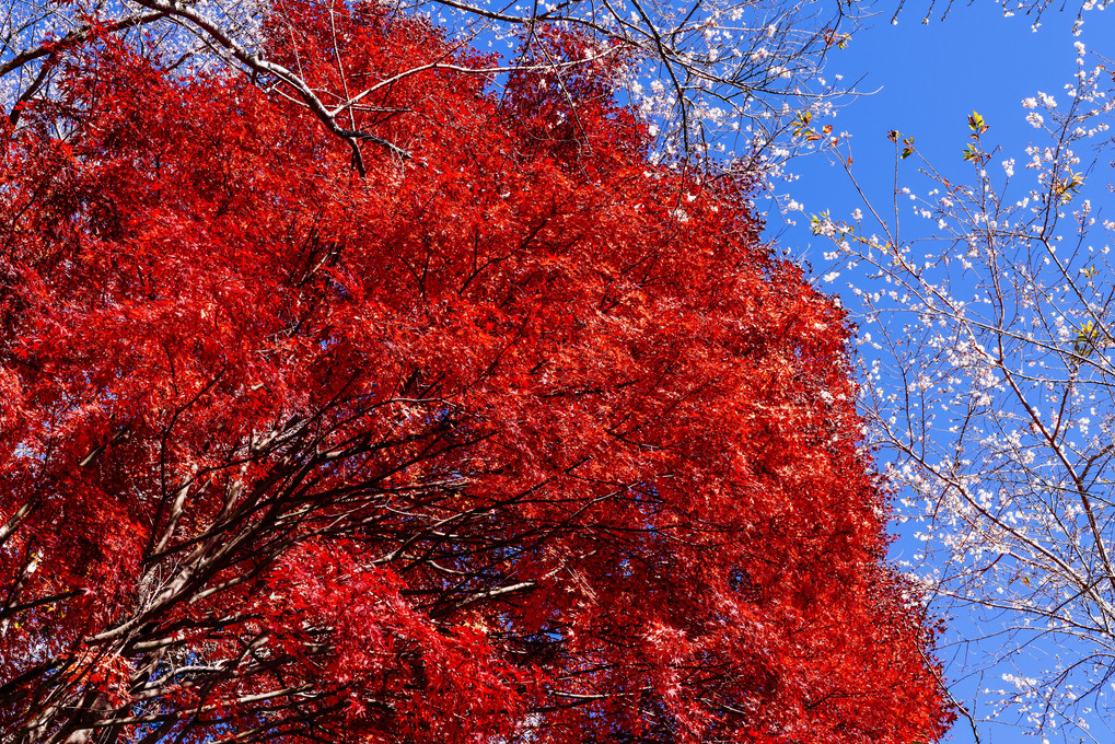 『真っ赤な楓に四季桜を添えて』