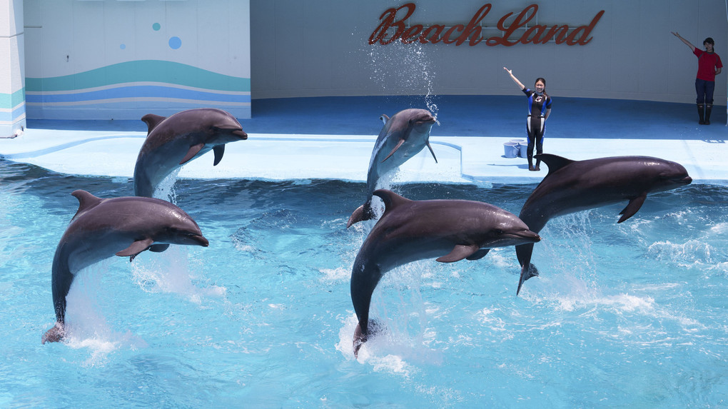 『Dolphin show』