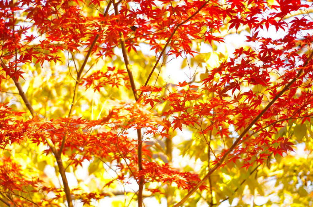 嵐山鹿王院の紅葉