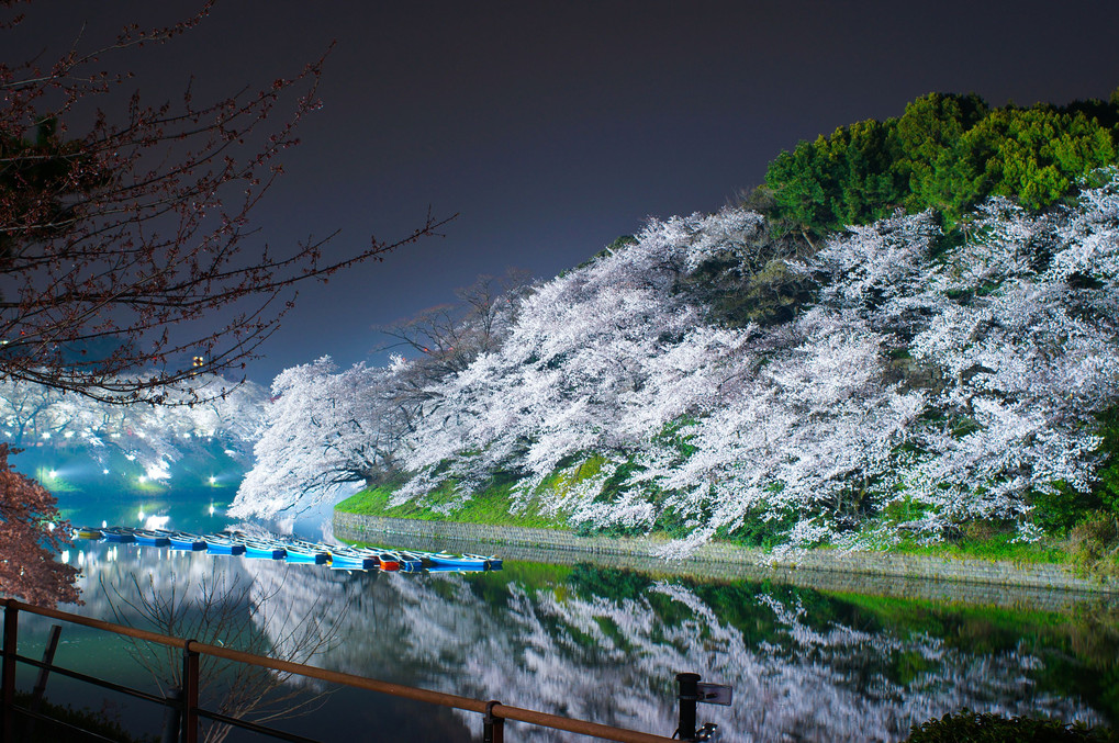 夜桜‐千鳥ヶ淵 ボート場