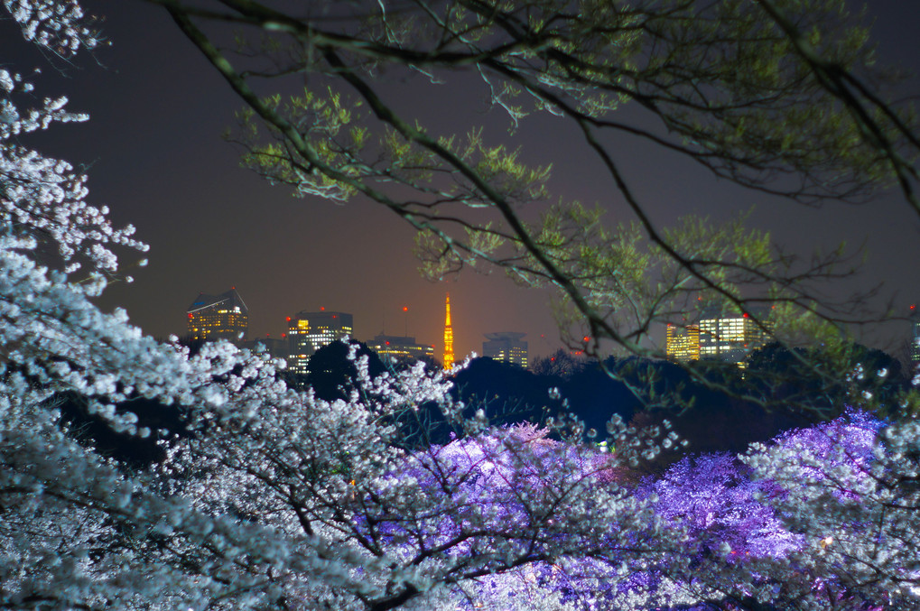 Tokyo Tower & Sakura