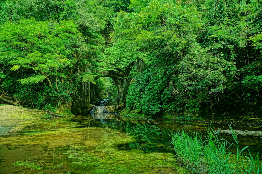 濃緑の納涼