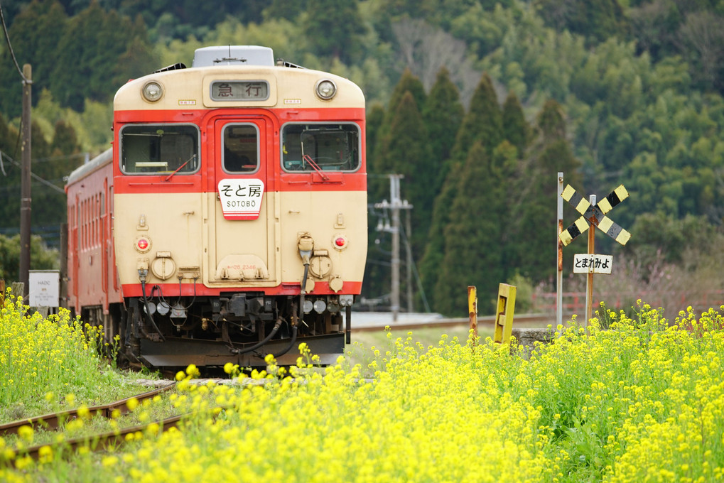 幸せの黄色い列車