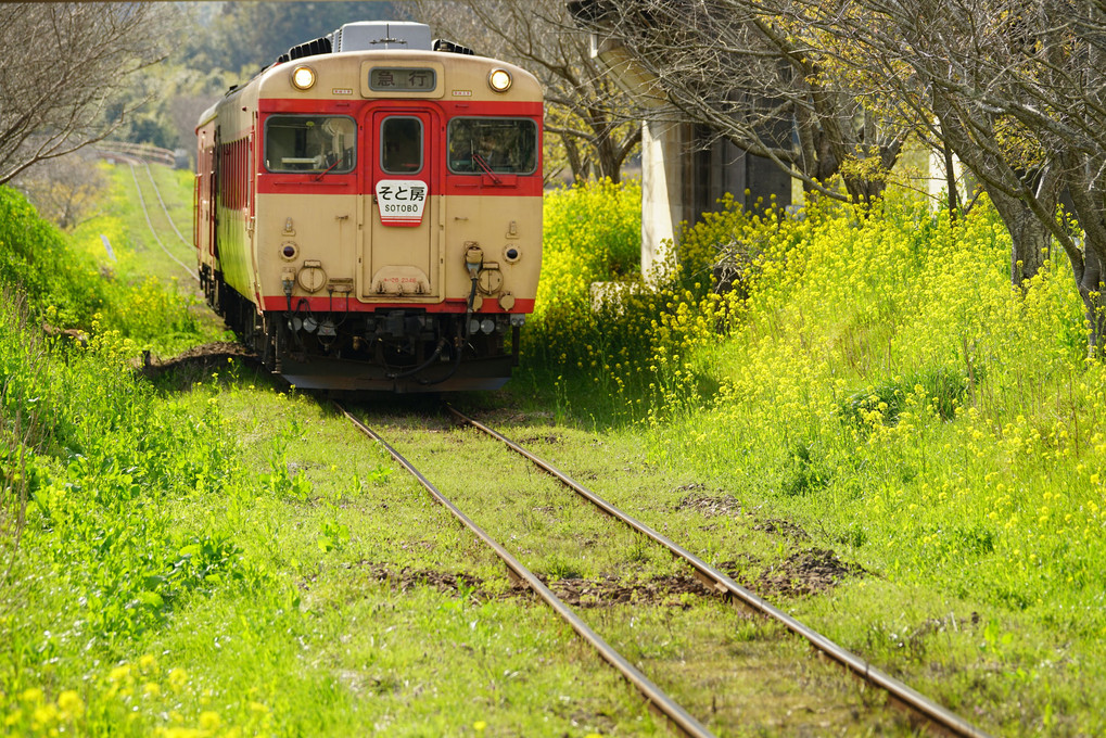 幸せの黄色い列車