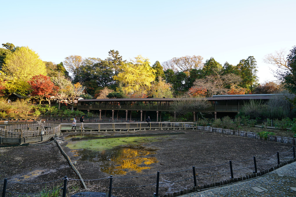 アジサイ寺に紅葉を求めて