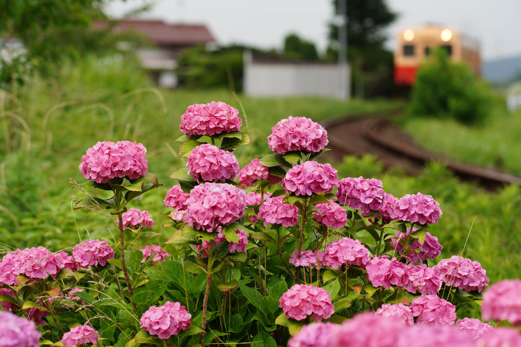 色々なアジサイを巡って♪