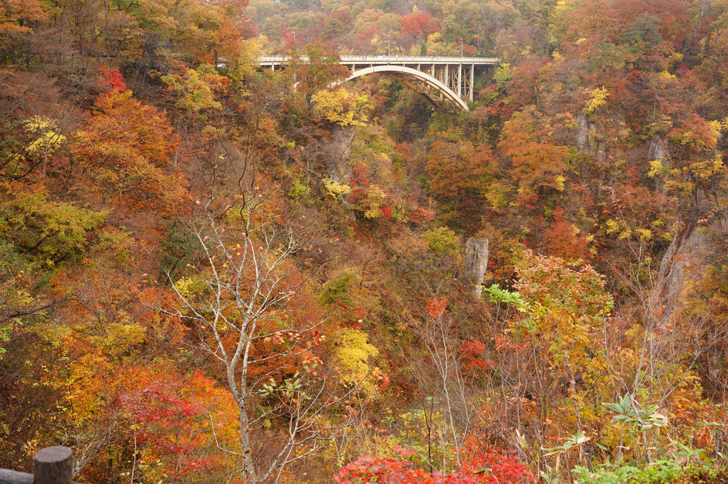 燃えるような紅葉を求めて♪