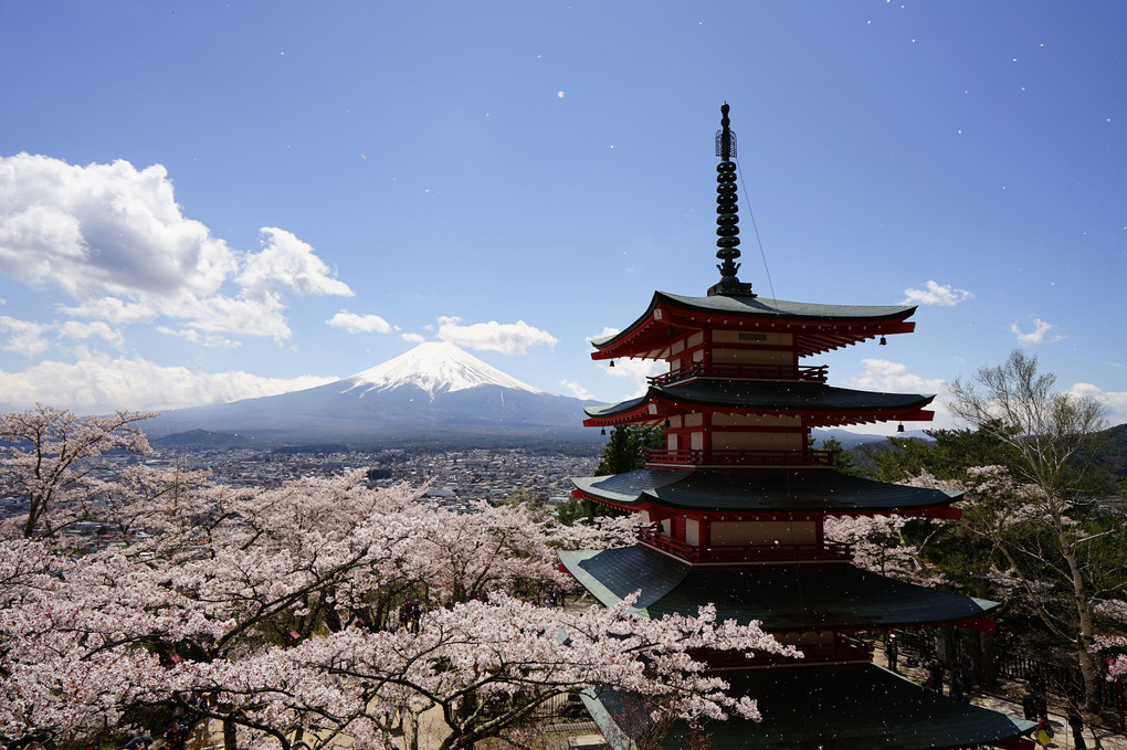 桜吹雪と富士山