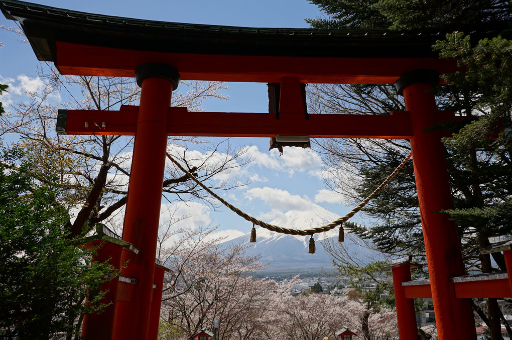 桜吹雪と富士山