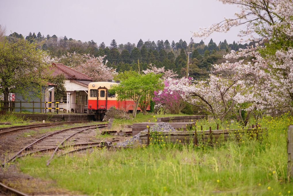 小湊鐡道　桜物語