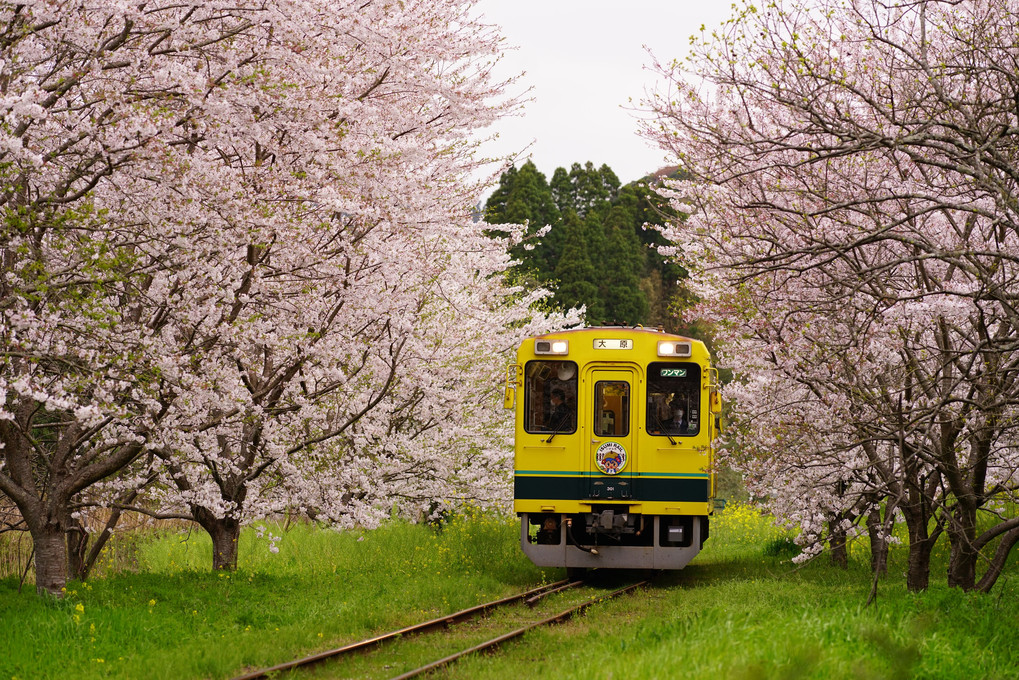 桜吹雪の中を駆け抜けて