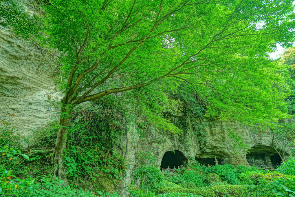 新緑の竹寺にて(2019年5月撮影)