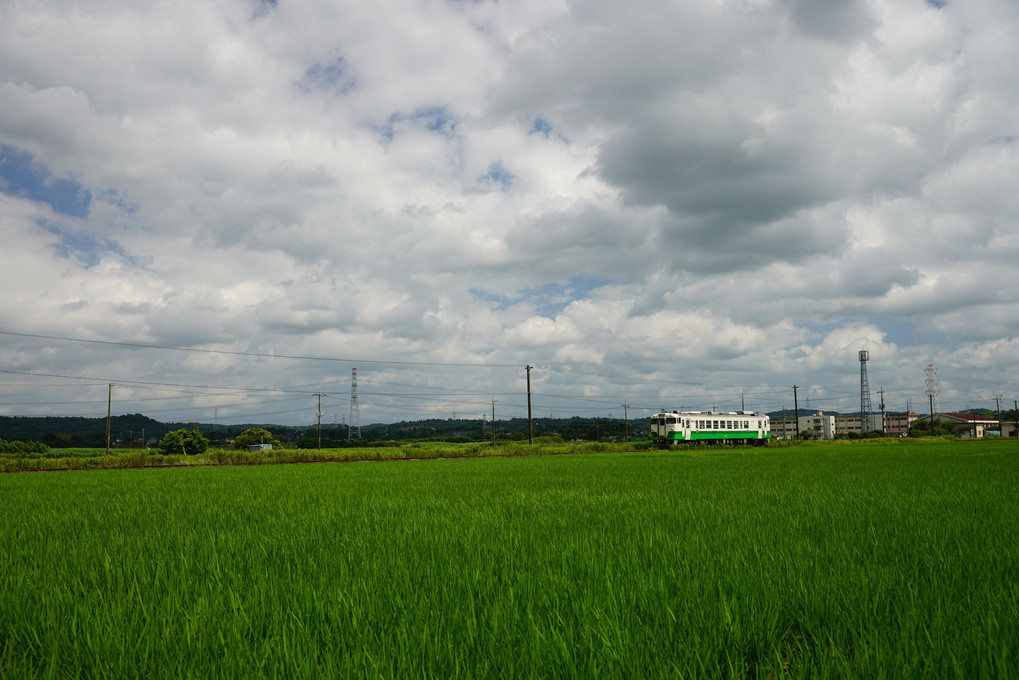 里山の夏を探して