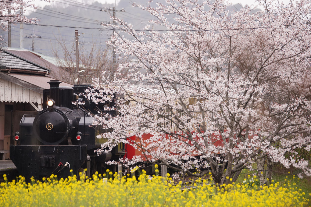 小湊鐡道　桜物語2022