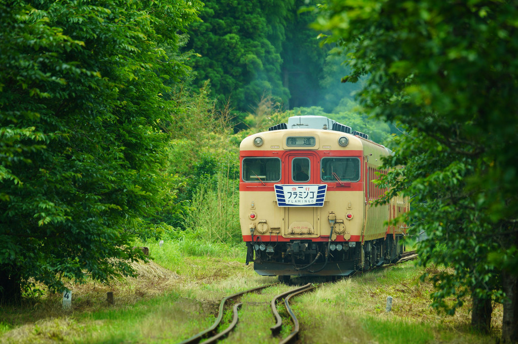 あじさい列車が入線しま～す♪