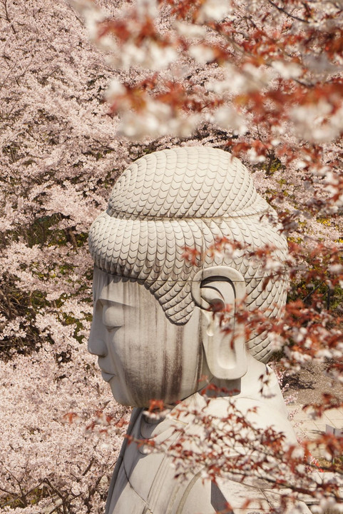 壺阪寺の桜（2019年4月）