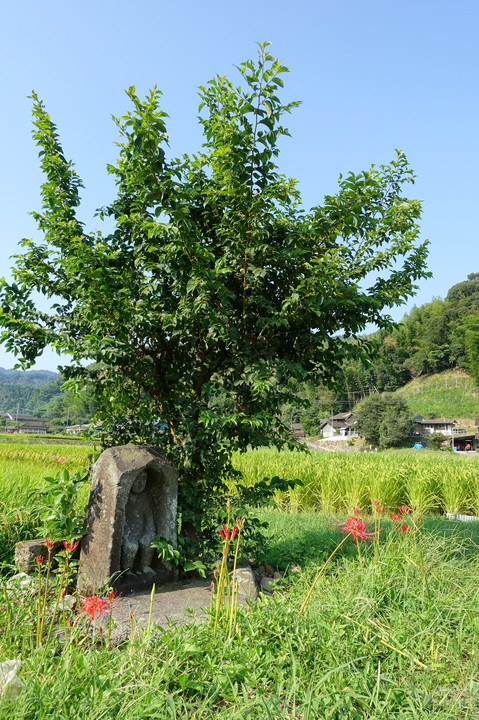 曼珠沙華