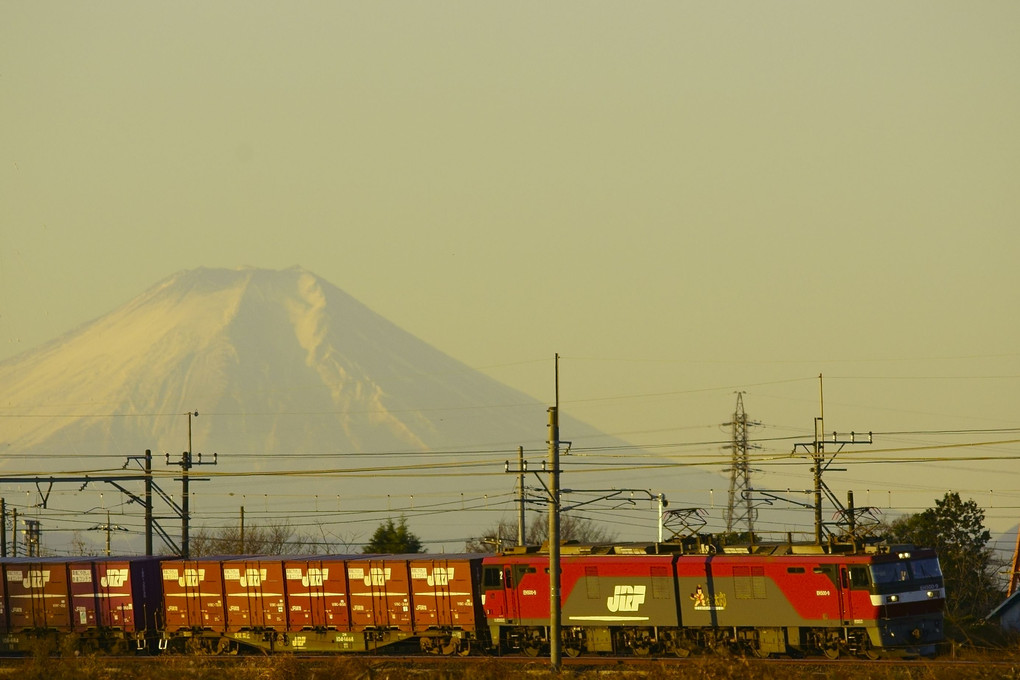 雪化粧の富士山バックで、朝陽浴びる金太郎！！