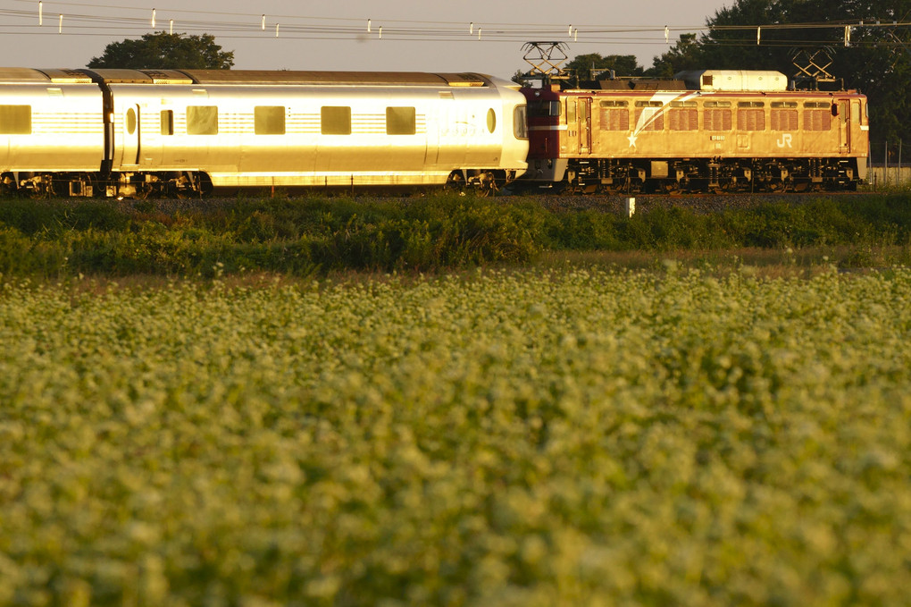 蕎麦の花と夕陽を浴びるカシオペア回送列車