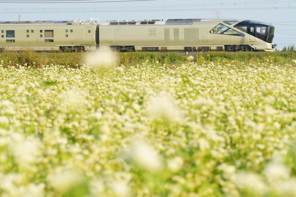 蕎麦の花と豪華寝台列車トランスィート四季島
