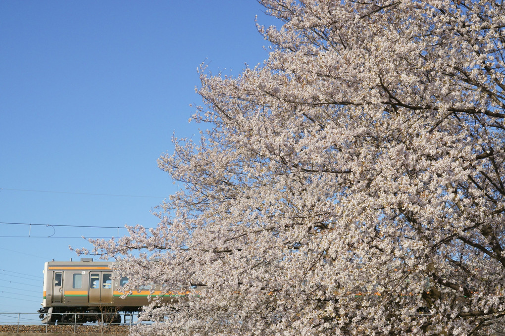 両毛線・桜と２１１系