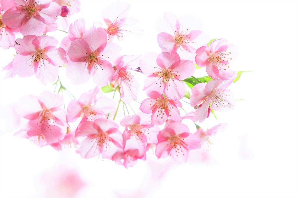 春を呼ぶ河津桜