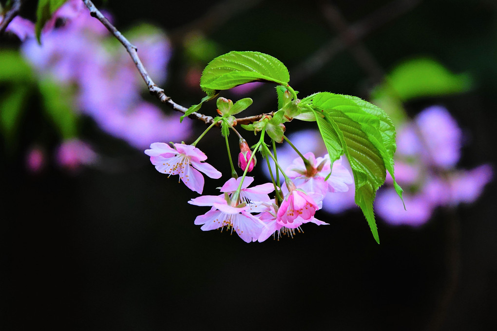 春を呼ぶ河津桜