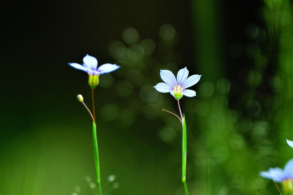 四季暦「足下の小っちゃい花」