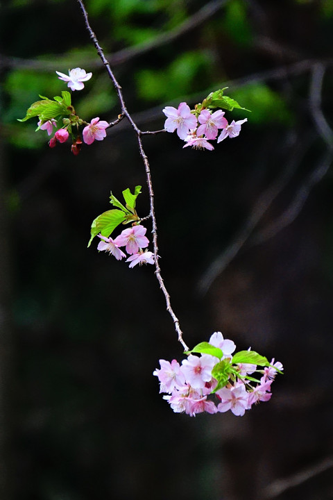 四季暦「桜と梅とモクレンとメジロと」