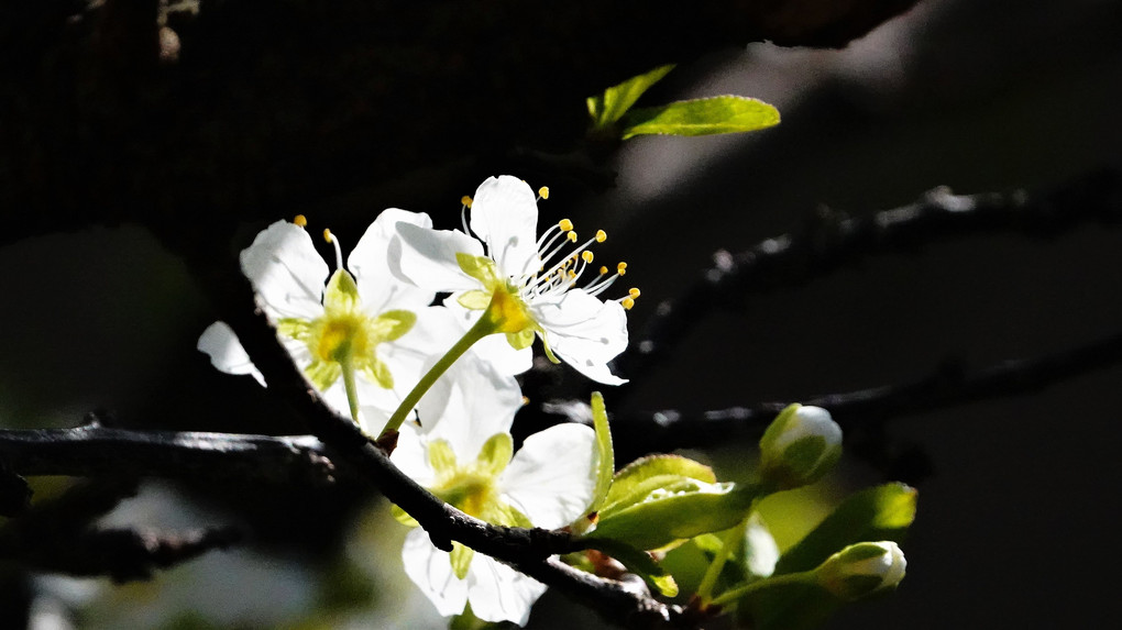 四季暦「花咲く季節」