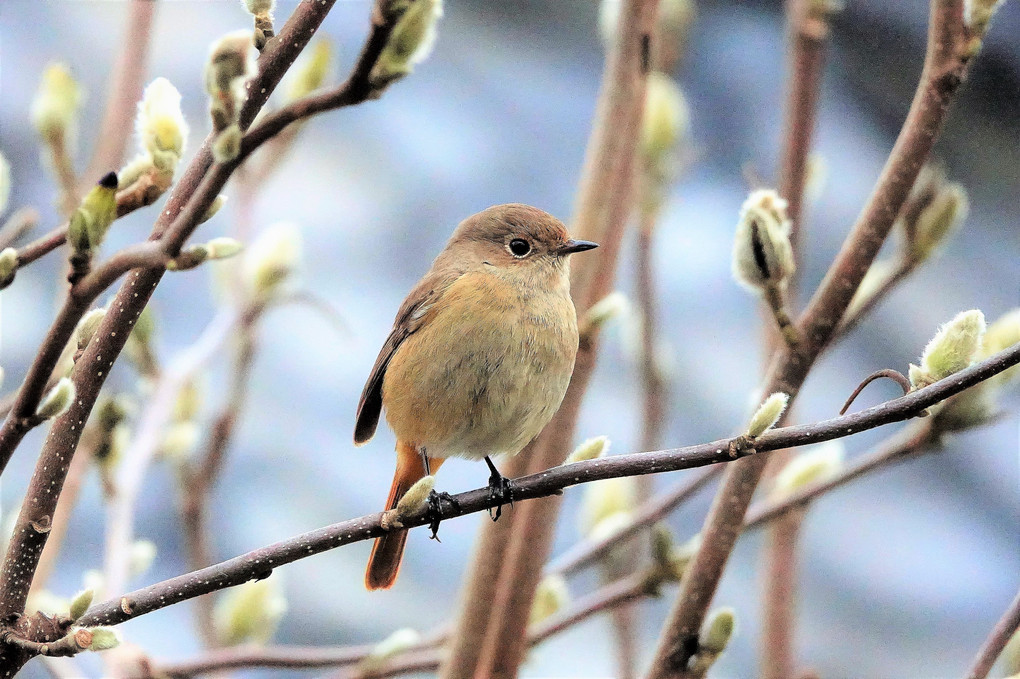 四季暦「陽に輝くモクレンのつぼみ　海山里に野鳥を見る」