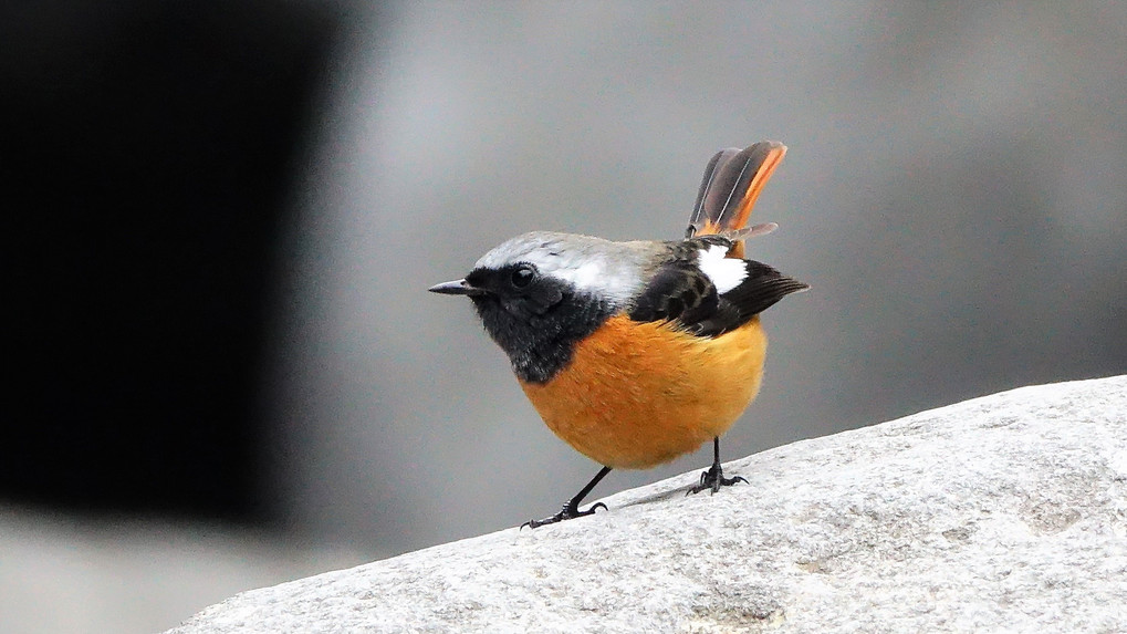 四季暦「陽に輝くモクレンのつぼみ　海山里に野鳥を見る」