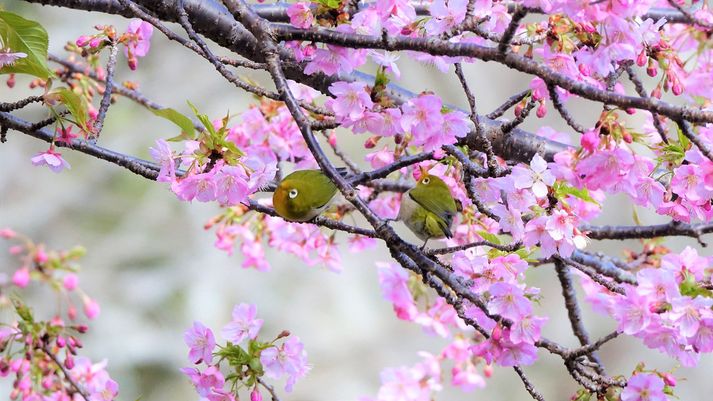 四季暦「花ざかりメジロ喜ぶ」