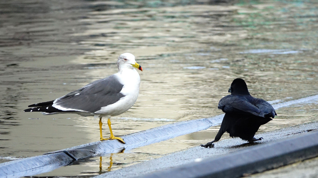 四季暦「港でカラスがウミネコにからんでた」