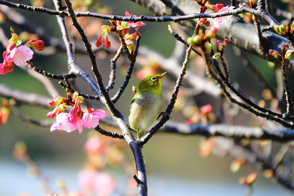 河津桜の蜜「おいちーよ」