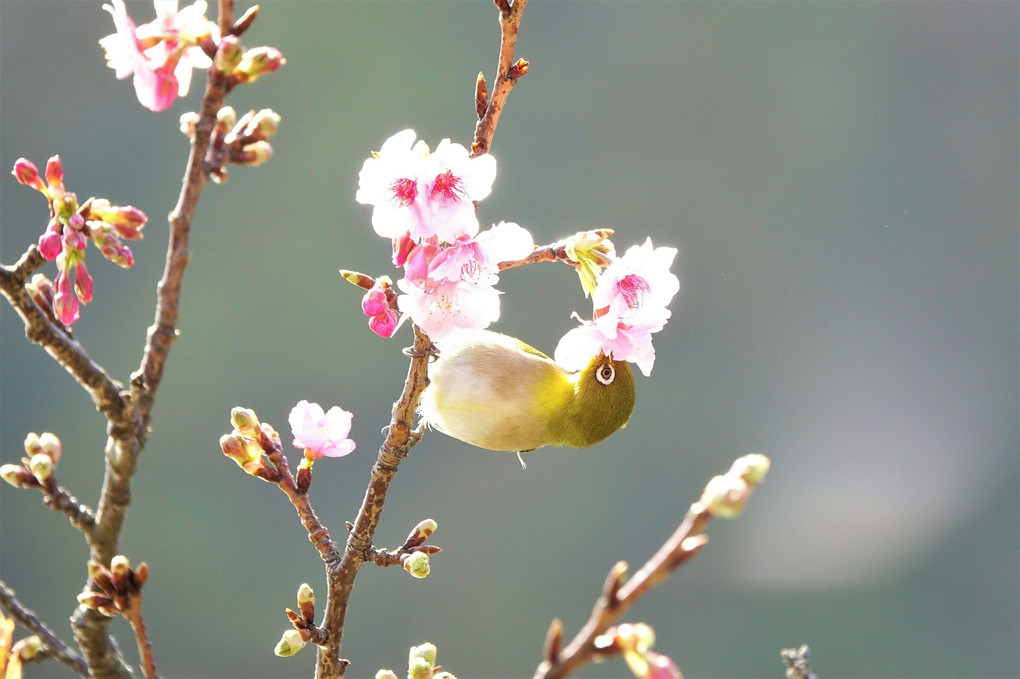 河津桜の蜜「おいちーよ」